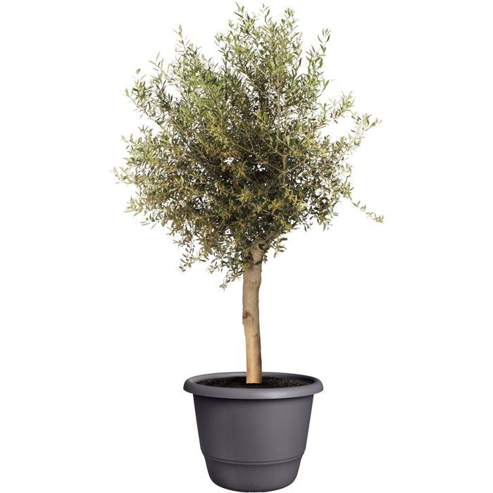 Pot de fleur rond - ELHO - Amiga Rond 55 - 55 L - Ø 55 x H 51 cm - Noir - Extérieur