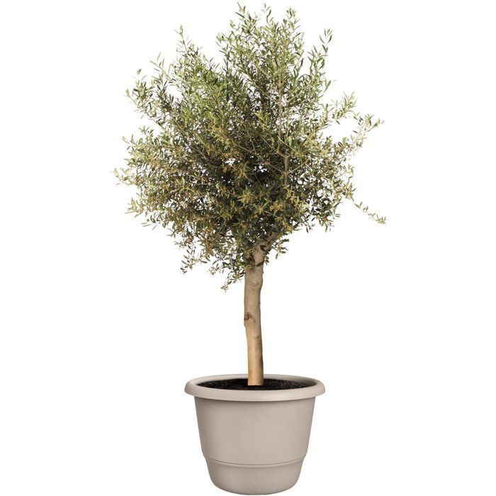 Pot de fleur rond - ELHO - Amiga Rond 55 - 55 L - Ø 55 x H 51 cm - Beige - Extérieur