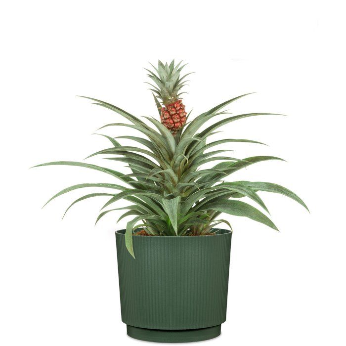 Cache-pot rond - GARDEN ID - Lino - Ø 25 - 7 L - H 22 cm - Vert foncé