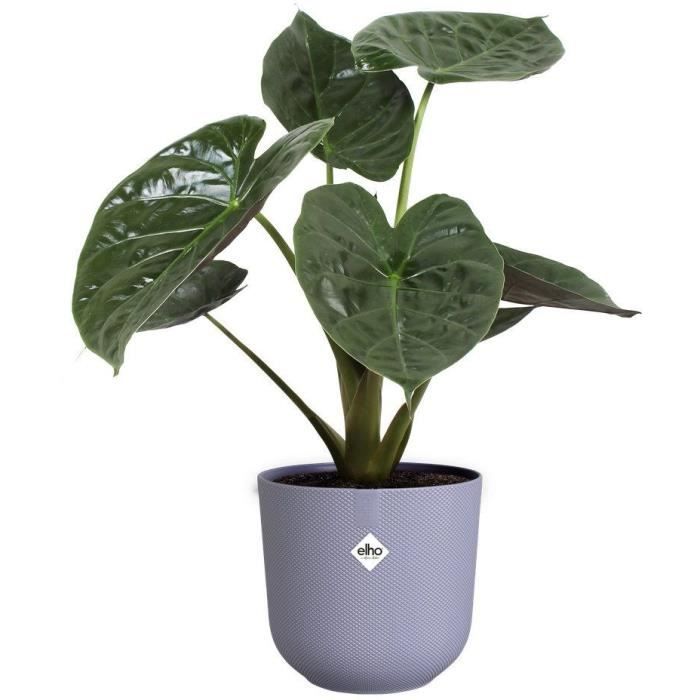 ELHO Lot de 3 pots de fleurs rond Jazz - Ø14xH13,1, Ø16xH15,3, Ø19xH17,6 cm - 7 L - Lila et Blanc