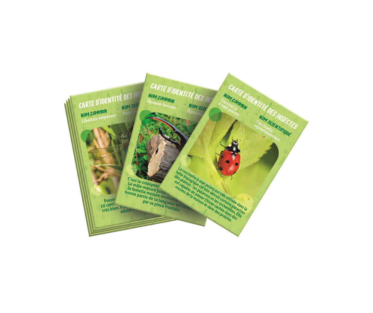 La maison des insectes - Clementoni - Science & Jeu - Jeux Scientifiques