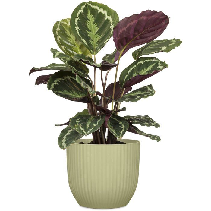 Pot de fleurs rond - DEROMA - 231 - 10 L - Ø 27 cm - Vert