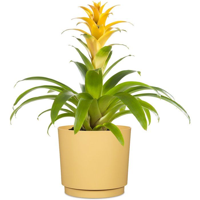 Pot de fleurs rond - DEROMA - 236 - 13 L - Ø 29 cm - Jaune