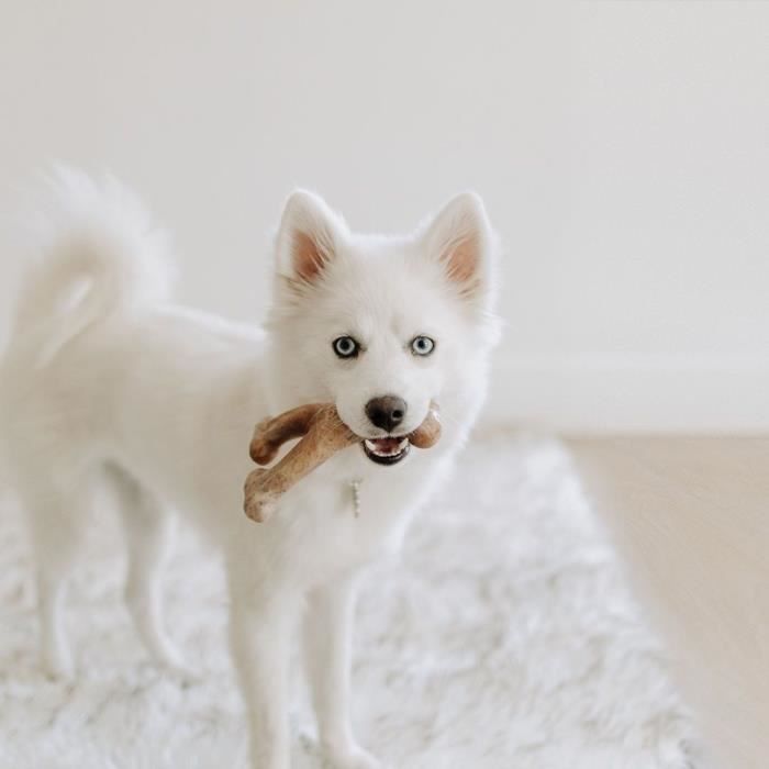 Os a m‚cher pour chiots - BENEBONE - Puppy WISHBONE S - Nylon - Saveur bacon 100% vÈritable