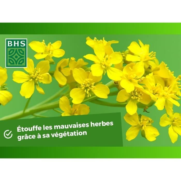 Engrais Verts - BHS - Moutarde Blanche 500g | 100 m² | Améliore et désinfecte les sols pour une meilleure fertilité.