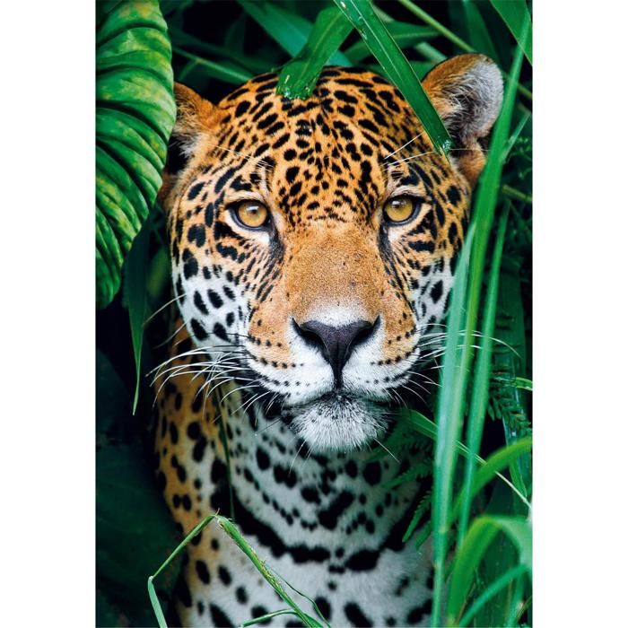 Puzzle 500 pieces + poster : Jaguar dans la jungle