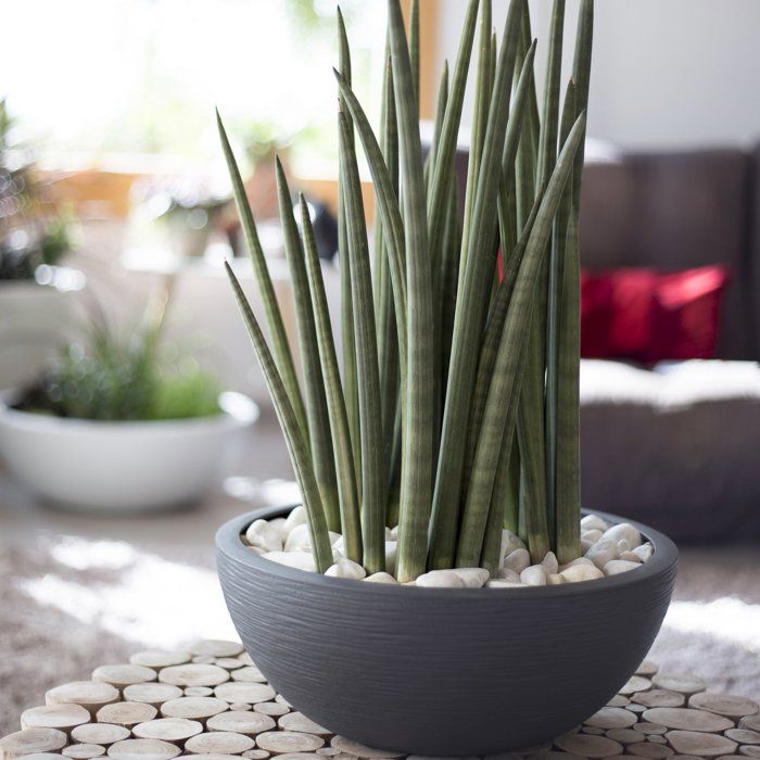 Pot vasque Ř 40 cm - EDA - Graphit Up - 14,9 L - Intérieur/ Extérieur - Décor Graphique - Ř 40 x H. 16,5 cm - Gris Anthracite