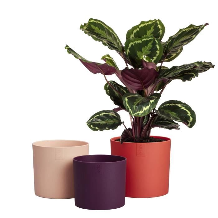 ELHO Pots de fleurs Lex Pott - Set 14 cm - Rouge Rose Violet - L 14 x W 13.8 x H 12 cm - Intérieur - 100% recyclé