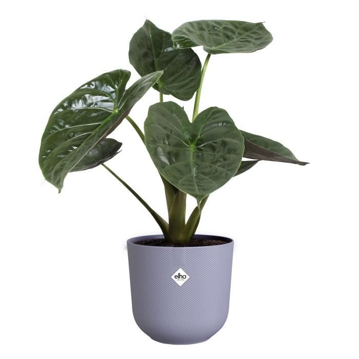ELHO Pot de fleurs Jazz Rond - Violet - Ø 29.5 x H 27 cm - Intérieur - 100% recyclé