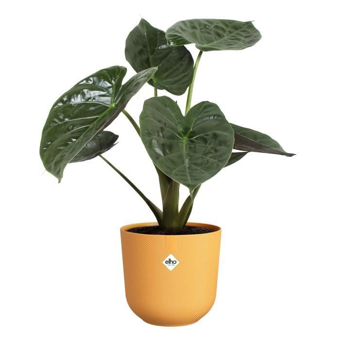 ELHO Pot de fleurs Jazz Rond - Jaune - Ø 34.5 x H 32 cm - Intérieur - 100% recyclé