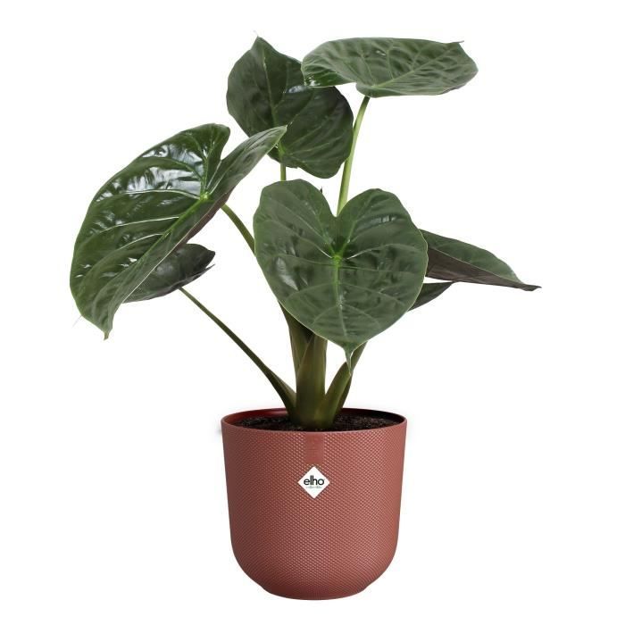 ELHO Pot de fleur Jazz Rond - Rouge - Ø 34.5 x H 32 cm - Intérieur - 100% recyclé