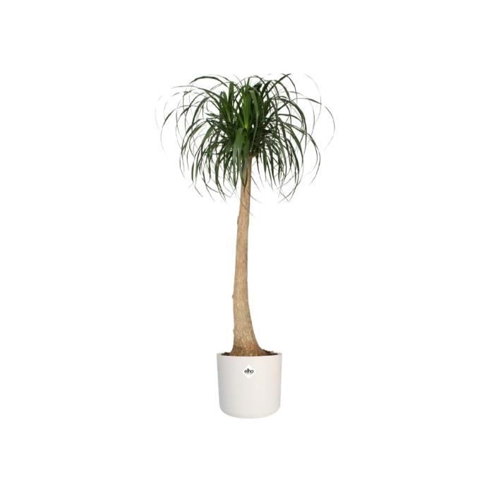 ELHO Pot de fleurs rond B.for Soft 35 - Ø 35 x H 32 cm - Intérieur - 100% recyclé - Blanc