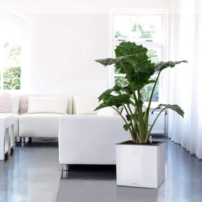 LECHUZA Pot de fleurs - Canto Premium Cube 40 - 40 x 40 x 40 cm - Kit complet - Anthracite métallique