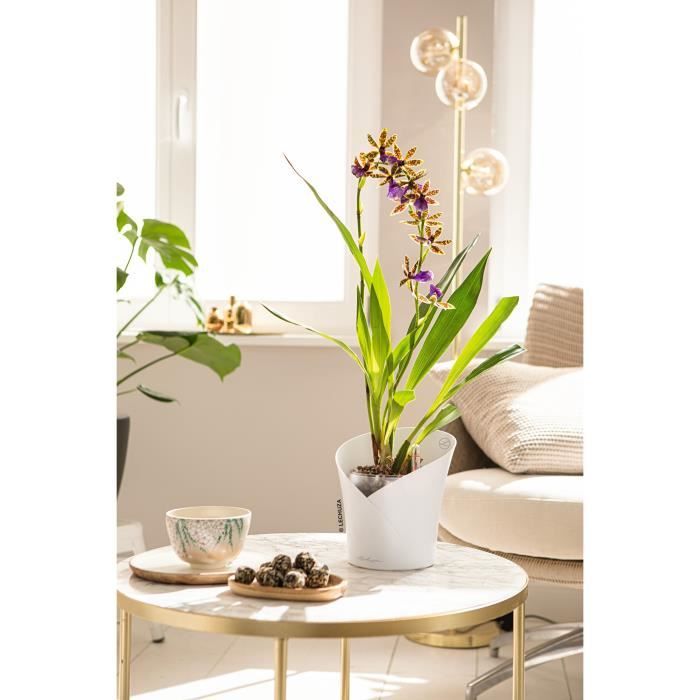 LECHUZA Jardiniere ORCHIDEA ALL-IN-ONE Blanc mat