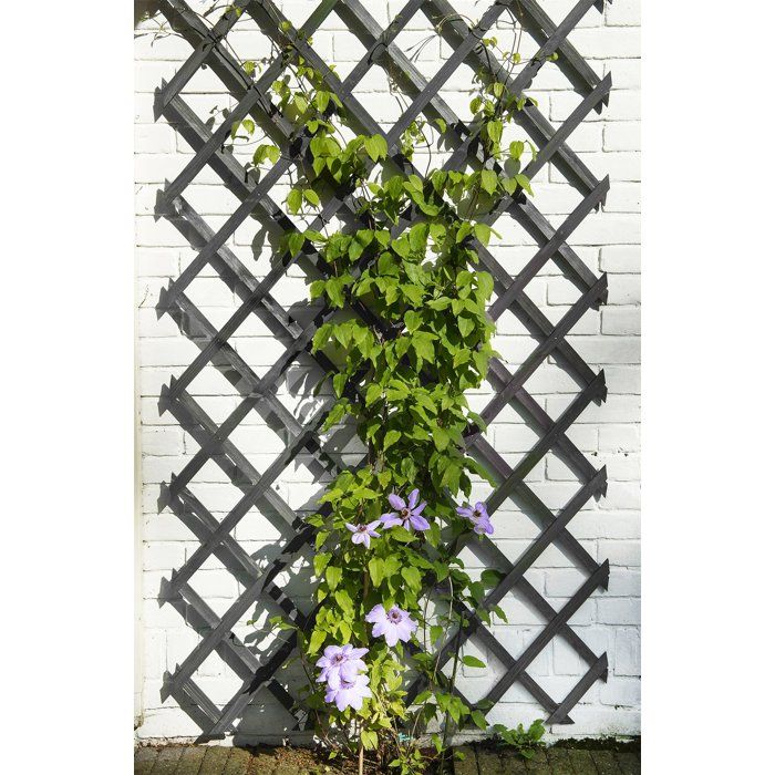 Treillis extensible - NATURE - Bois - 150 x 50 cm - Anthracite - Avec set de fixation