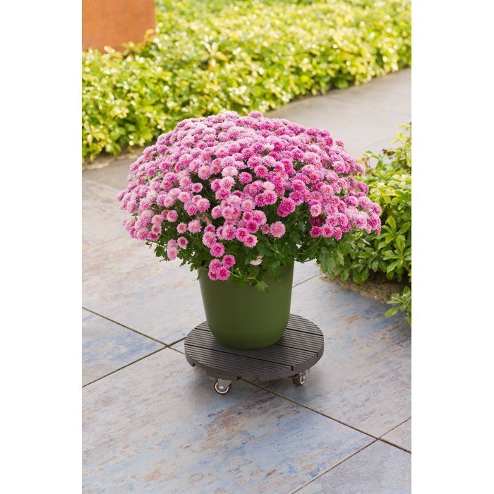 Support de pot à roulettes - NATURE - WPC H7,5 x Ø30 cm - 4 roulettes - Anthracite