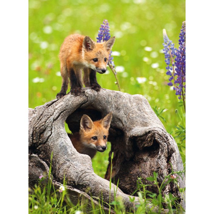 Puzzle Ravensburger Photograph Exotic Animal (300 XXL) - Animaux - Intérieur - Mixte