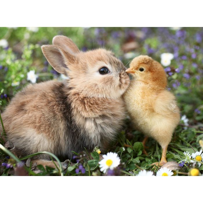 Ravensburger - Puzzle 500 pieces - Lapin et poussin (Collection bébés animaux) - des 12 ans - Puzzle de qualité supérieure-12001900