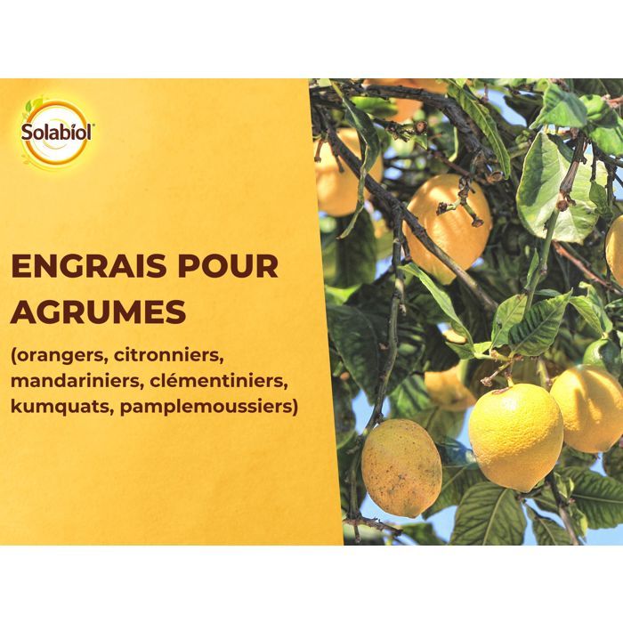 SOLABIOL Engrais agrumes - 1,5kg - Favorise la fructification - Nutrition longue durée - Jusqu'a 60% de fruits en plus - UAB