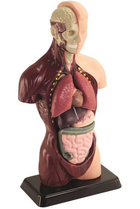 HELLO MAESTRO Buste anatomie - DÈcouvre le corps humain