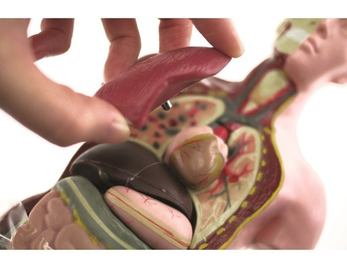 HELLO MAESTRO Buste anatomie - DÈcouvre le corps humain