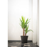 Pot de fleurs - GARDEN ID - Green Care Sense Noir-Anthracite - 30 x 27 cm - Garantie de 10 ans - 100% recyclé - Résistance UV et gel