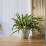 Pot de fleurs Rond Ø 40 cm - EDA - Element - 26,2 L - Système de drainage - Intérieur / Extérieur - Ø 39,4 x H 31,6 cm - Kaki