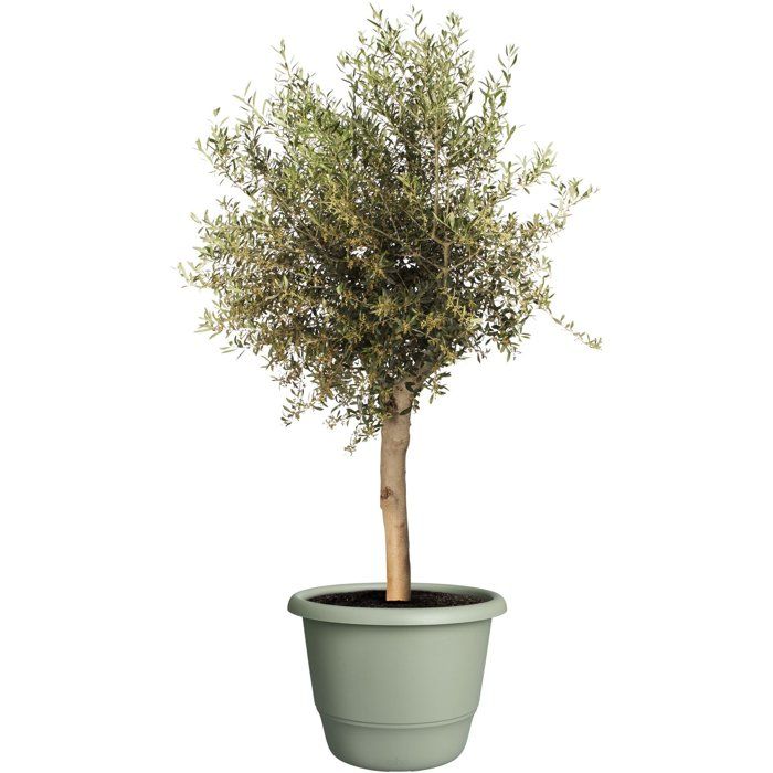 Pot de fleur rond - ELHO - Amiga Rond 55 - 55 L - Ø 55 x H 51 cm - Vert - Extérieur