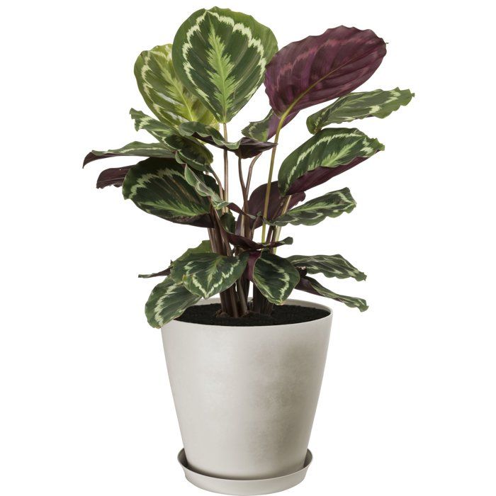 Pot de fleurs rond - GARDEN ID - Swing Cone - Ø 30 - 14 L - H 29 cm - Pierre Blanche