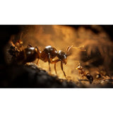 Les Fourmis Empire Of The Ants - Jeu PS5 - Edition Limitée