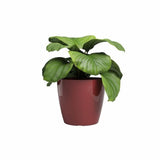 ARTEVASI Pot de fleur SAN REMO - 36 br - Rouge foncé - 36 x 36 x 33,5 cm