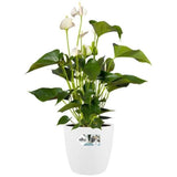 ELHO Lot de 2 pots de fleurs rond a roulettes Brussels - Ø35 x H33 cm et Ø39 x H36,5 cm - 55 L - Blanc