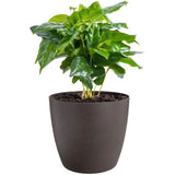 ELHO Lot de 3 pots de fleurs rond The Coffee Collection - Ø14xH12,6cm, Ø16xH14,7cm, Ø18xH16,8 cm - 7 L - Marron