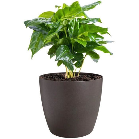 ELHO Lot de 3 pots de fleurs rond The Coffee Collection - Ř14xH12,6cm, Ř16xH14,7cm, Ř18xH16,8 cm - 7 L - Marron