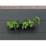 Jardiniere murale - Kit mural composé d'un support mural et de 4 pots (1 L) - Noir - Dim H 15 x L 60 cm - NATURE