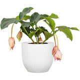 Pot de fleurs rond - DEROMA - 231 - 7 L - Ø 24 cm - Blanc