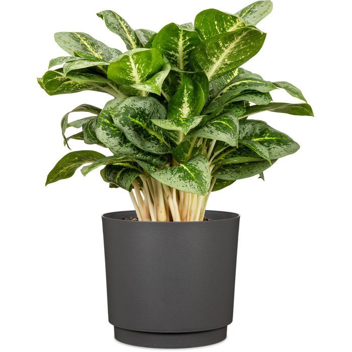Cache-pot rond - GARDEN ID - Plano - Ø 25 - 7 L - H 22 cm - Anthracite