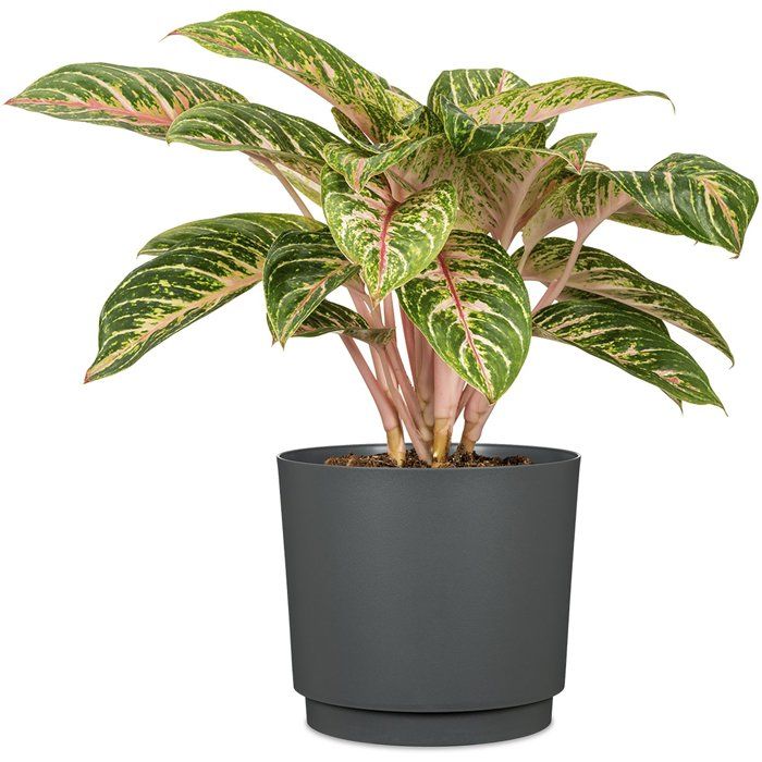 Pot de fleurs rond - DEROMA - 236 - 13 L - Ø 29 cm - Noir