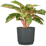 Pot de fleurs rond - DEROMA - 236 - 13 L - Ø 29 cm - Noir