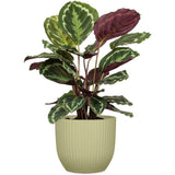 Pot de fleurs rond - DEROMA - 231 - 10 L - Ø 27 cm - Vert