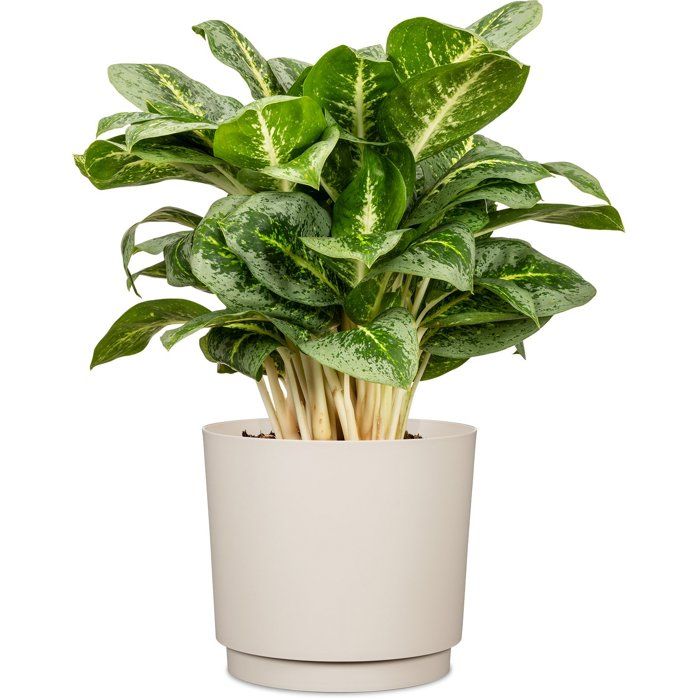 Cache-pot rond - GARDEN ID - Plano - Ø 25 - 7 L - H 22 cm - Blanc chaud