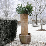 Nature Bâche de protection hivernale Paille de riz 1x1,5 m