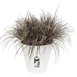 ELHO Lot de 2 pots de fleurs rond Loft Urban - 19 L  - Ø 28.5 x H 26 cm - Noir
