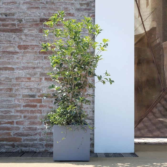 DEROMA Pot de fleurs Cube Millennium R - Ashgrey - 39 x H39,1 cm - A réserve d'eau - 39 cm