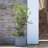 DEROMA Pot de fleurs Cube Millennium R - Ashgrey - 39 x H39,1 cm - A réserve d'eau - 39 cm