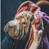 Shampoing - VETOCANIS - Chat et Chien, Produit Anti Parasites