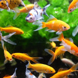 Aimant aquarium Nettoie vitres - AIMÉ - 10cm