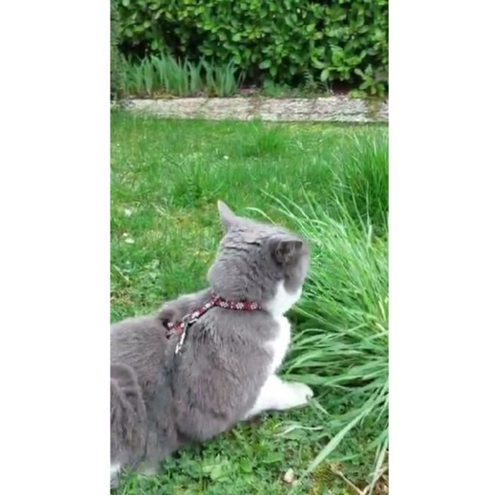 Kit harnais et laisse - AIMÉ - Reflechissant Rouge pour Chat