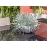 Pot vasque Ø 30 cm - EDA - Graphit Up - 5,5 L - Intérieur / Extérieur - Ø 29,5 x H. 12 cm - Blanc Cérusé