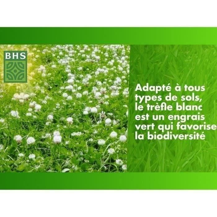Trefle Blanc - BHS - 500 m˛| Favorise la biodiversité, s'adapte a tous types de sols et résiste au piétinement.